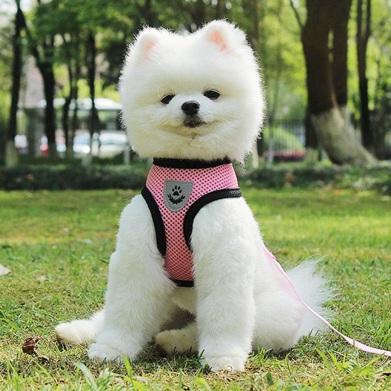 Adjustable Pet Car Seat Belt With Leash: The Ultimate Travel Companion for Your Furry Friend