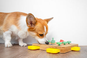 Fun Ways to Keep Pets Engaged